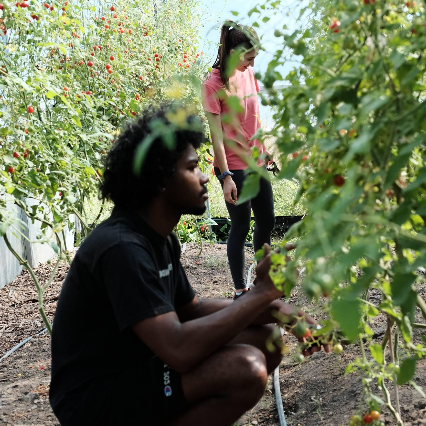 Volunteers at the SAP